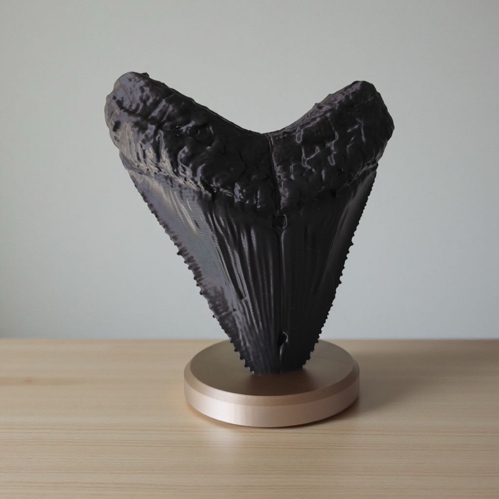 Megalodon Dişi Dekoratif Fosil