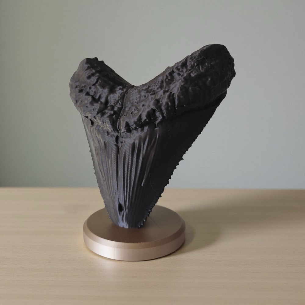 Megalodon Dişi Dekoratif Fosil görsel 2