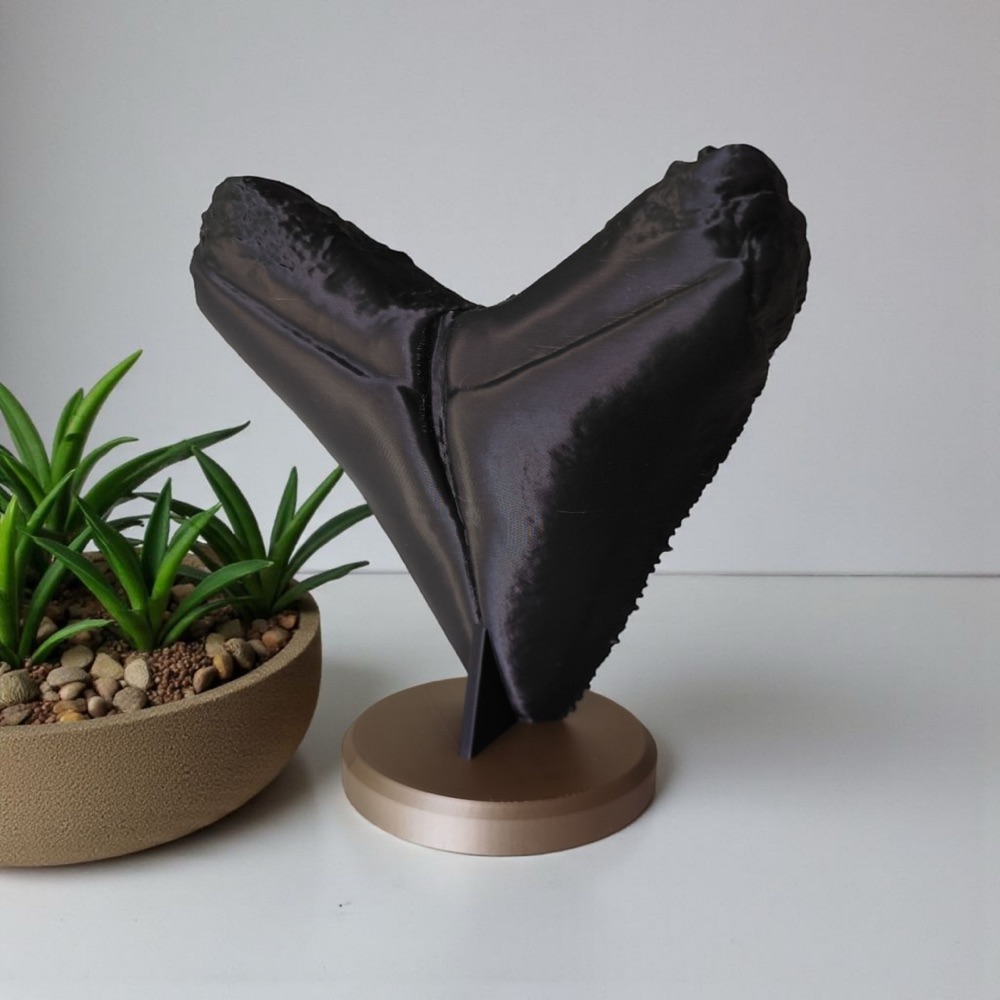 Megalodon Dişi Dekoratif Fosil görsel 3