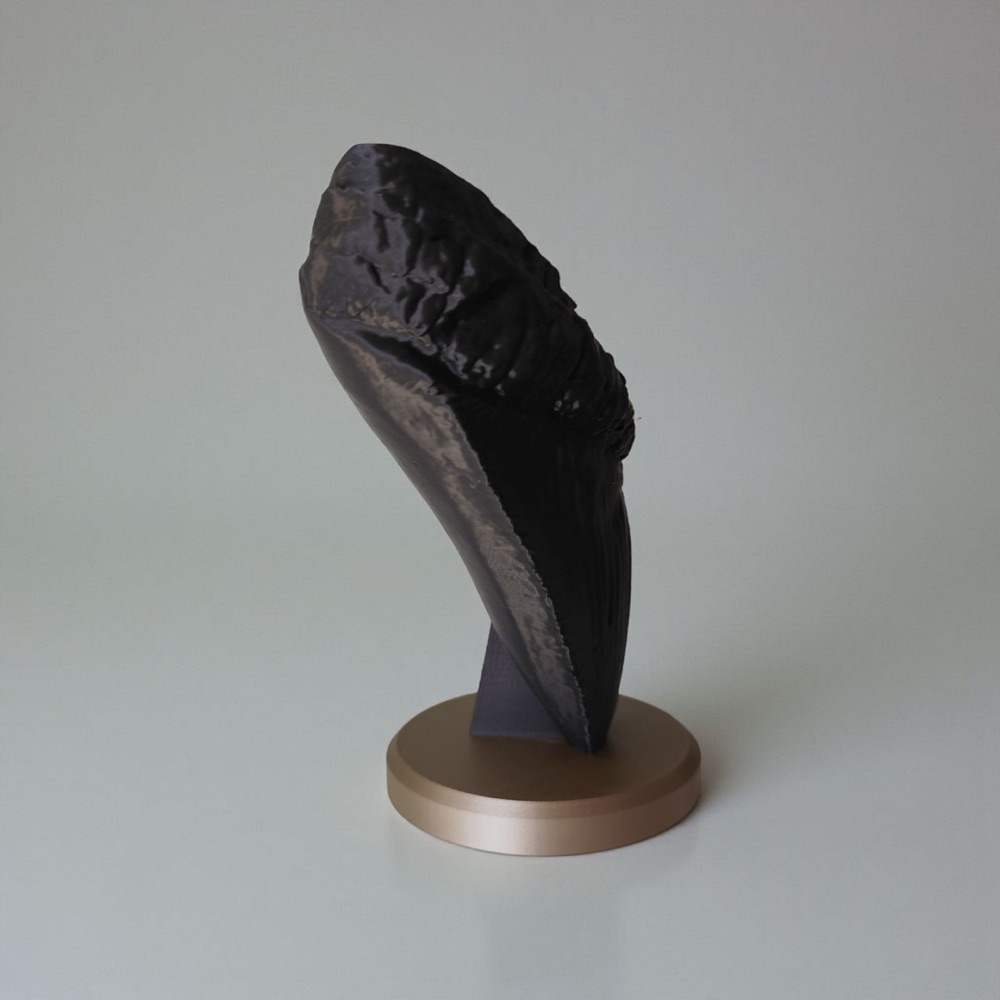 Megalodon Dişi Dekoratif Fosil görsel 4