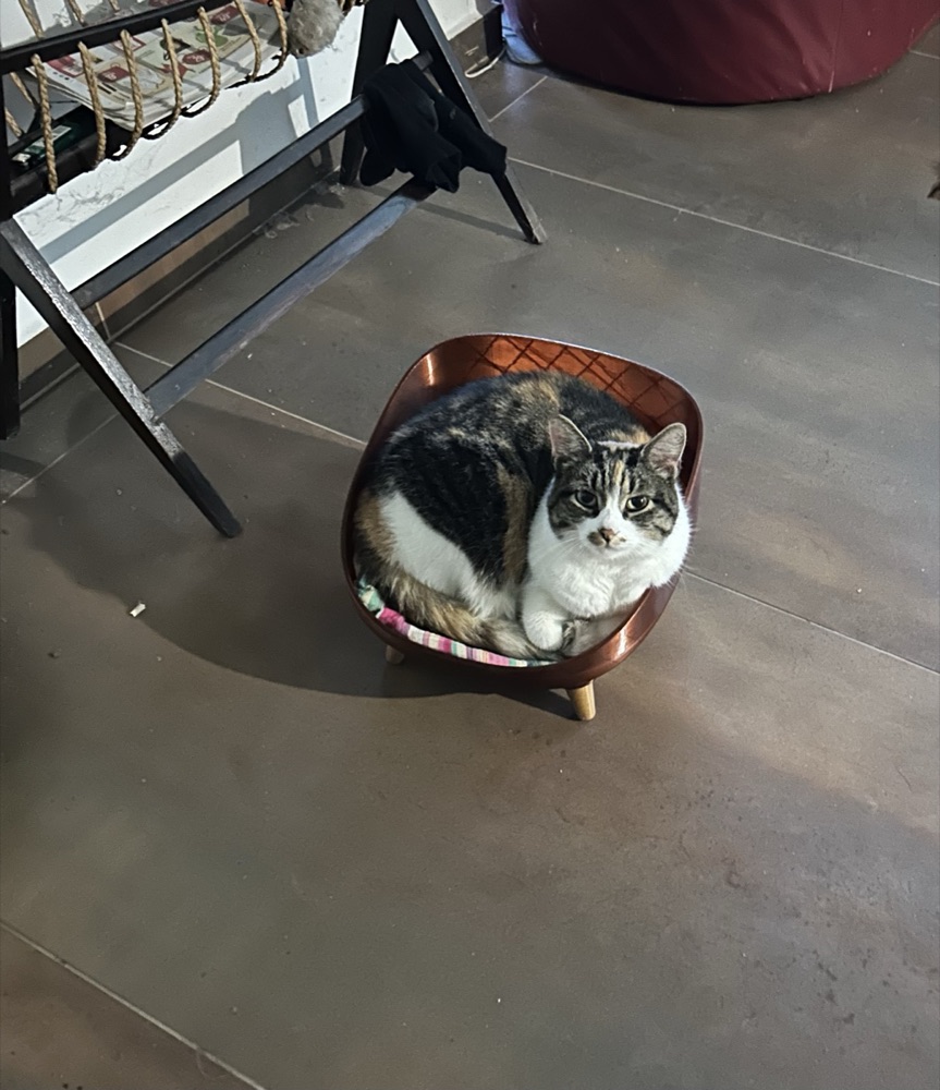 Kedi Yatağı (Ayaklı, Kanepe Biçimli) görsel 2