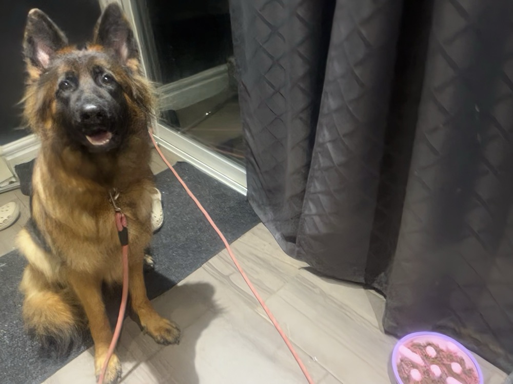 Köpek Mama Kabı (Çıkıntılı Bulmaca Desenli, 6,5 – 8,5 İnç Beş Boy) görsel 2