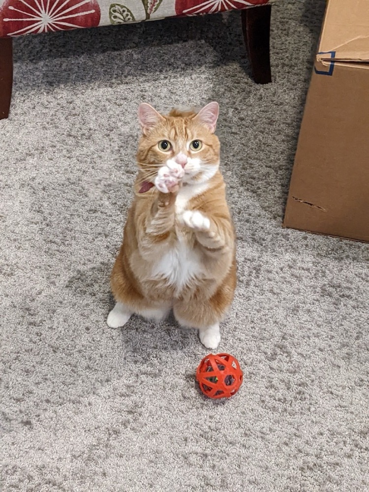 İç İçe Geçmiş Toplu Kedi Oyuncağı (Beş Kafes Top) görsel 2