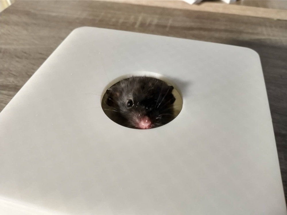 Hamster Kum Banyosu (Kapaklı, Üstten Delikli Kare Kutu) görsel 3