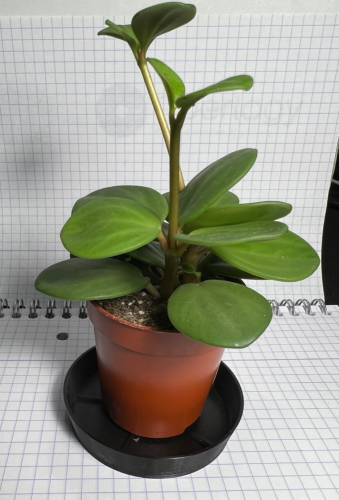 Saksı Tabağı (6-16 cm Saksılar İçin Altı Boy) görsel 2
