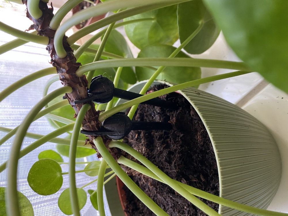 Pilea ve Saksı Bitkileri İçin Destek Kazığı (Kancalı Uçlu) görsel 3