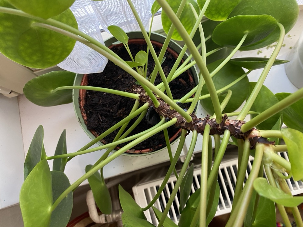 Pilea ve Saksı Bitkileri İçin Destek Kazığı (Kancalı Uçlu) görsel 4