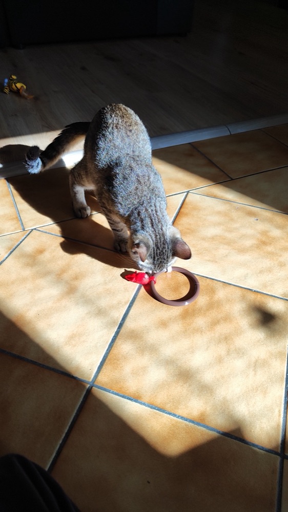 Halkalı Fare Kedi Oyuncağı (Anahtarlık Mantığıyla Takılan Fareler) görsel 3