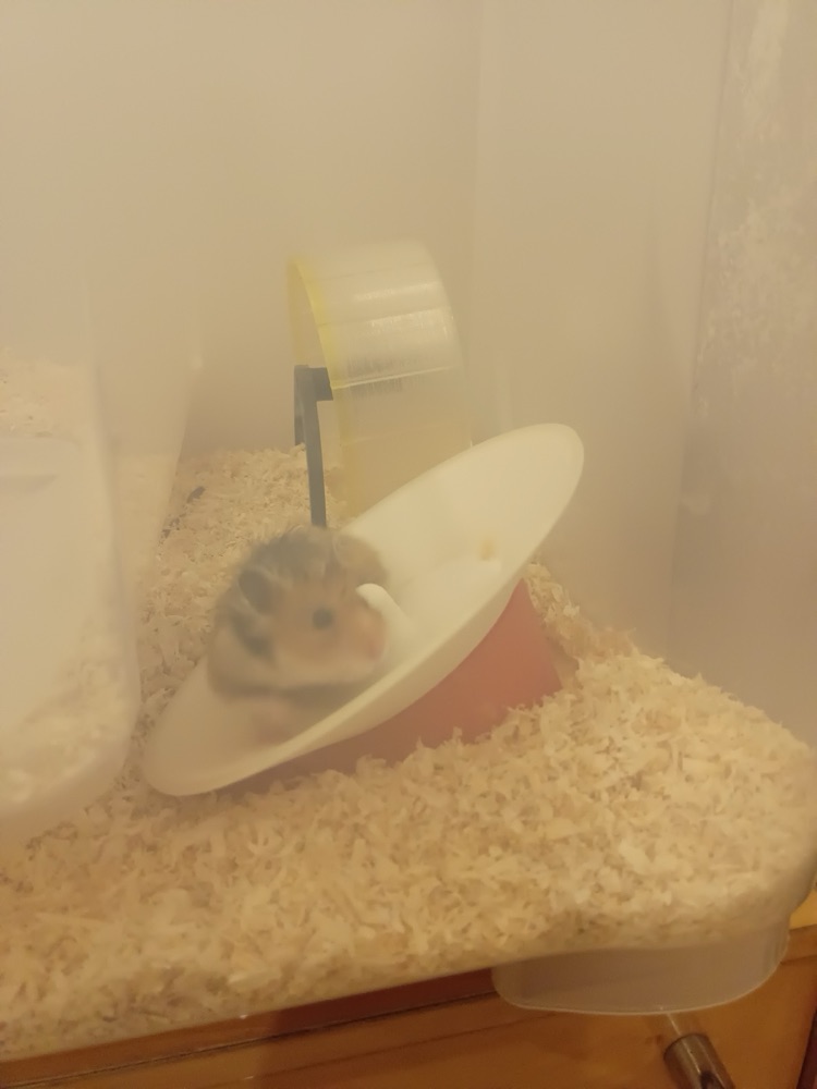 Hamster Koşu Tablası (Eğimli Tabanlı, Yatık Dönen Disk) görsel 3