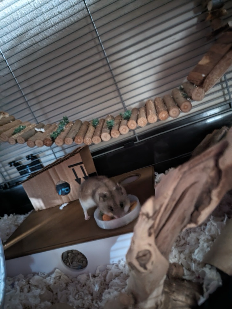 Hamster Sığınağı (Çok Bölmeli, Kayar Duvarlı, Kapaklı) görsel 2