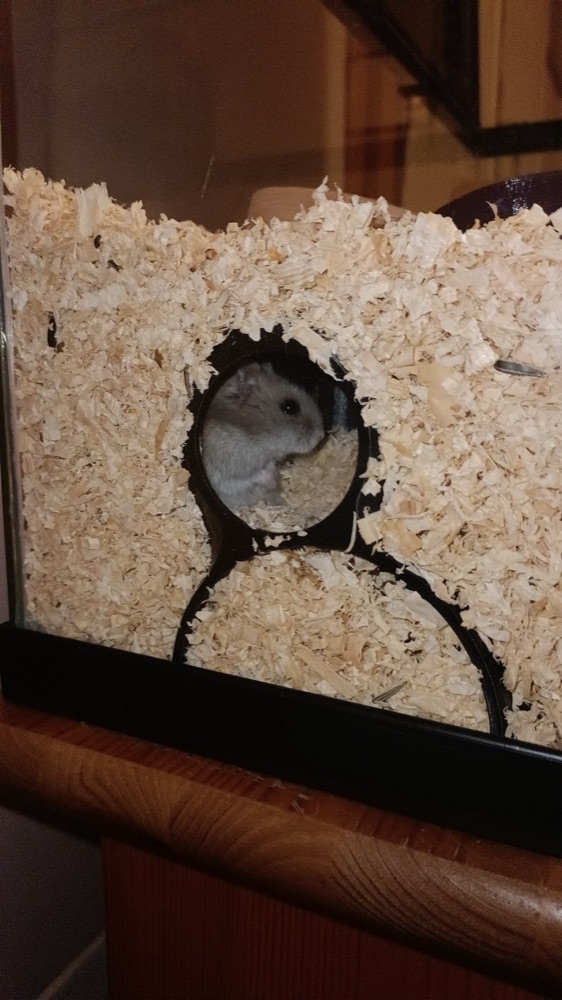 Hamster Sığınağı (Pencereli, Kıvrımlı Gövdeli, Tek Parça) görsel 2