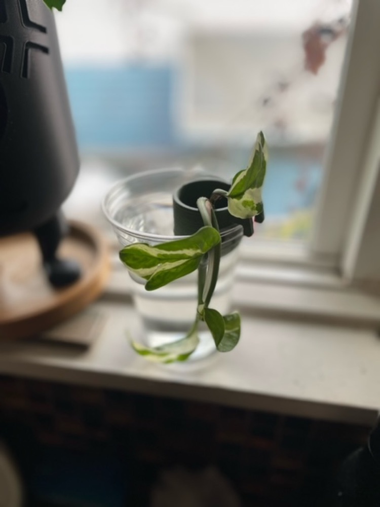 Bardak Kenarına Asılan Mini Fidelik (Tohum ve Çelik Köklendirme) görsel 3