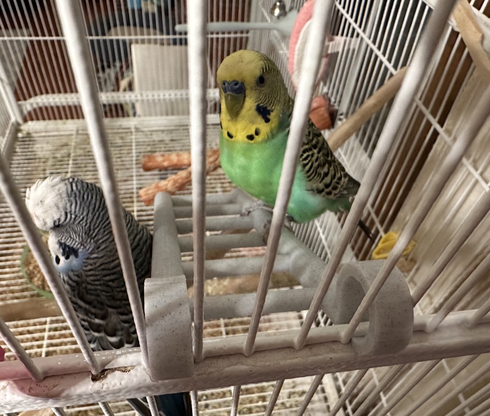 Muhabbet Kuşu Kafes Merdiveni (Kafes Teline Asılan, Halkalı Uçlu) görsel 3