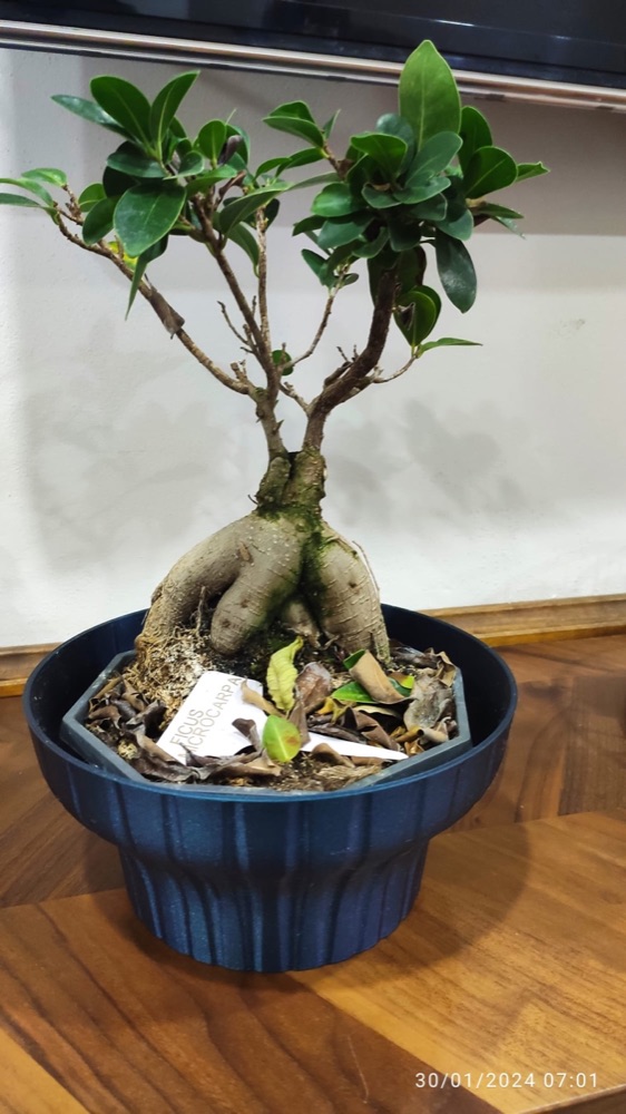 Bonsai Saksısı Sehpası (Kâse Biçimli, Geniş Üst Kenarlı) görsel 2
