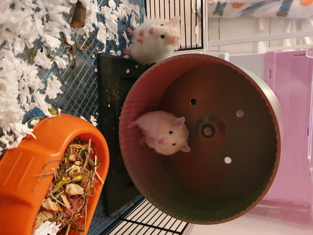 Hamster Koşu Tekerleği (200 mm, Rulmanlı, Ayaklı) görsel 3