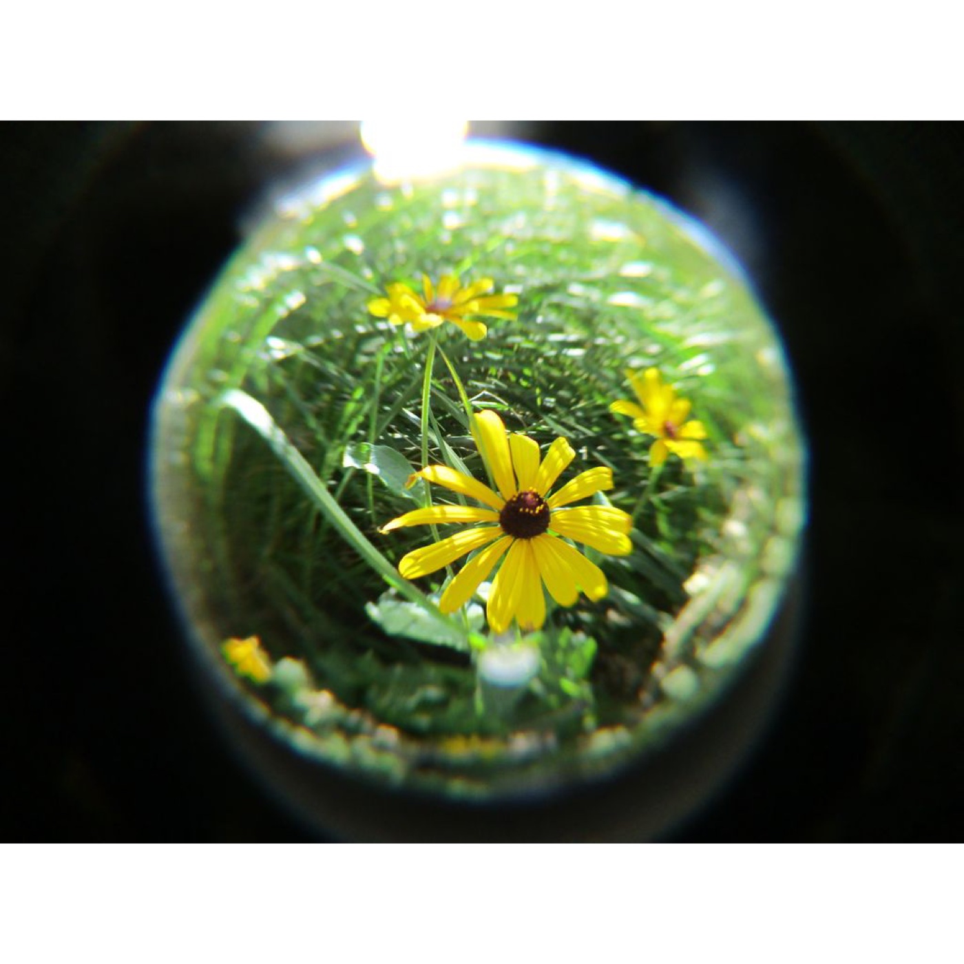 Canon PowerShot ELPH180 için Kristal Küre Balıkgözü Lens Aparatı görsel 4